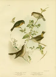 Petit Épineux ou Épineux jaune, 1891